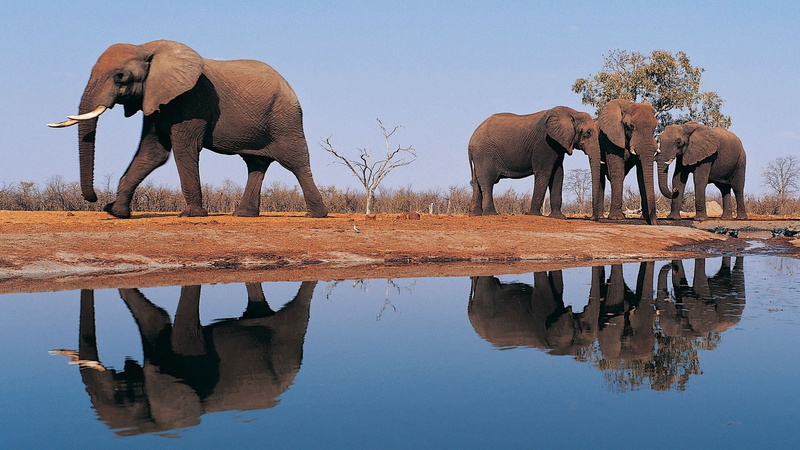 symmetry, animals in the wild, day, waterfront, 1080P, animal trunk, animal wildlife, outdoors, african elephant, lake, animal, animals, no people, animal themes