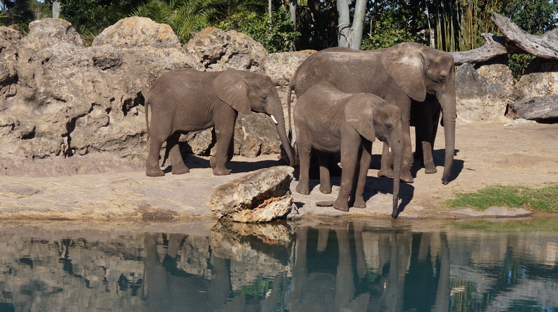 zoo, drinking, nature, animal family, animal, waterfront, group of animals, day, outdoors, 2K, animal themes, rock - object, vertebrate, mammal, wildlife