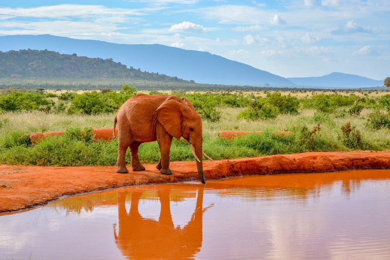 herbivorous, domestic animals, vertebrate, animals in the wild, outdoors, mammal, 5K, nature, daytime, one animal, animal themes, day, drinking, getting