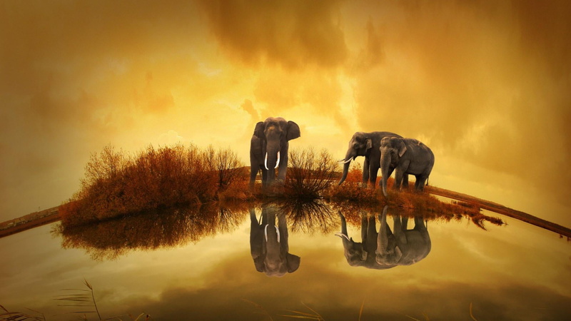elephant, no people, elephants, mammal, vertebrate, nature, digital composite, fisheye, sky, lake, animal themes, water, animal, animal family, sunset