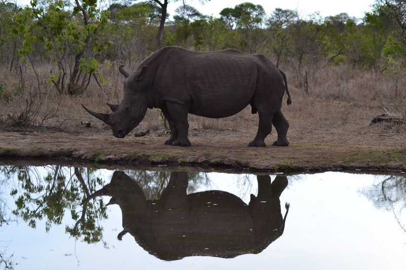 herbivorous, outdoors, animal wildlife, plant, waterfront, rhino, nature, african elephant, mammal, animals in the wild, animal themes, vertebrate, elephant