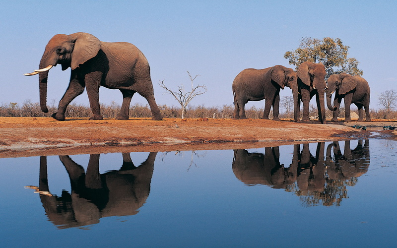 sky, drinking, symmetry, african elephant, group of animals, no people, waterfront, vertebrate, Elephants, reflection, animals in the wild, tree, Around