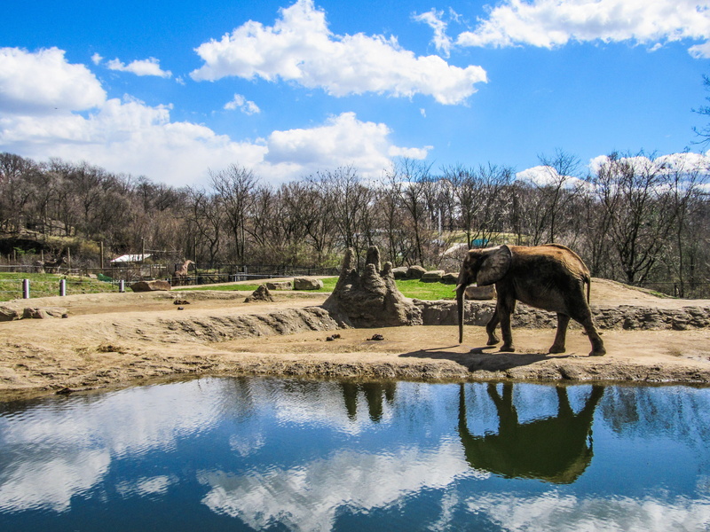 nature, tree, vertebrate, waterfront, Zoo, animal themes, animal wildlife, water, plant, zoo animals, one animal, cloud - sky, drinking, mammal, day, 4K