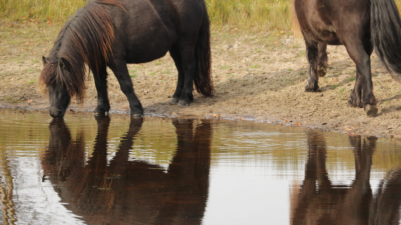 animal trunk, day, 5K, outdoors, mammal, animal themes, no people, horse, reflection, herbivorous, nature, vertebrate, drinking, drink, waterfront, horses