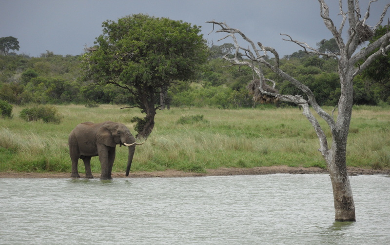 vertebrate, peaceful, animals in the wild, water, safari, tree, body, no people, natural, wildlife, africa, outdoors, landscape, reflection, animal, african elephant