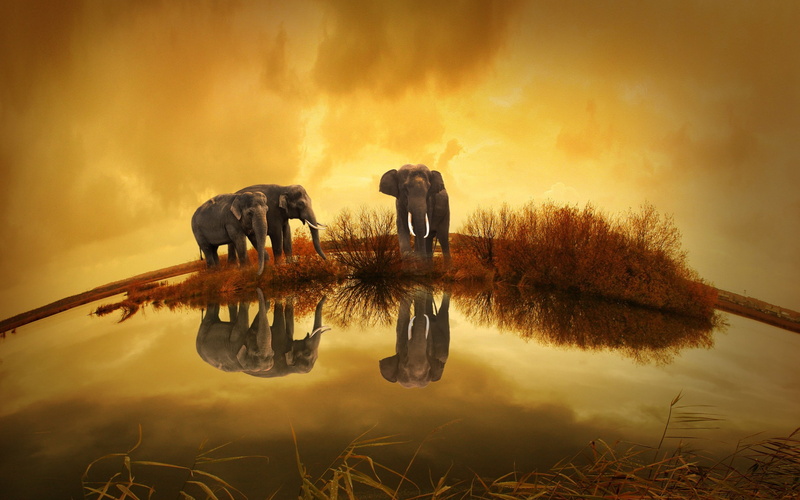tree, no people, animal wildlife, group of animals, animal, water, nature, two animals, side view, elephants, 2K, plant, thailand, vertebrate, lake, digital composite