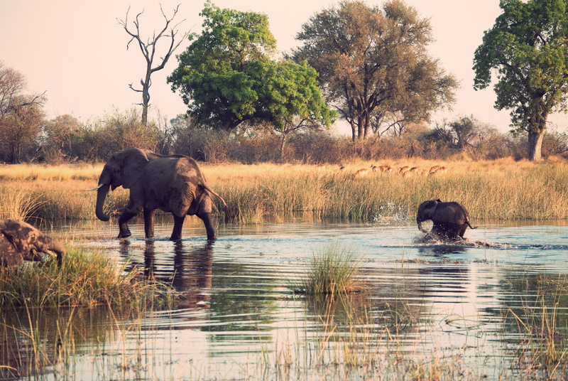 reflection, water, walking, animal wildlife, lake, animals in the wild, nature, vertebrate, domestic animals, two, group of animals, elephant, outdoors