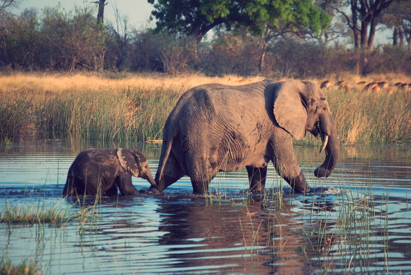 reflection, domestic animals, gray, african elephant, group of animals, waterfront, water, animals in the wild, animal trunk, no people, two, animal wildlife