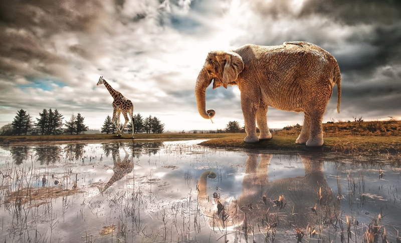 cloud - sky, lake, nature, animal themes, elephant, domestic animals, tree, water, beauty in nature, one animal, 1080P, animal wildlife, Africa, sky, day