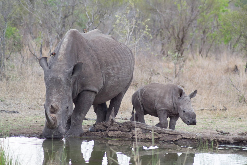 lake, animals in the wild, vertebrate, animal wildlife, african elephant, animal family, animal themes, rhino, no people, rhinoceros, water, outdoors, group of animals