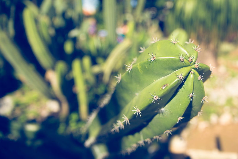 selective, brazil, food and drink, day, espinho, green, growth, beauty in nature, land, leaf, cacti, cactu, cacto, selective focus, plant, no people, outdoors