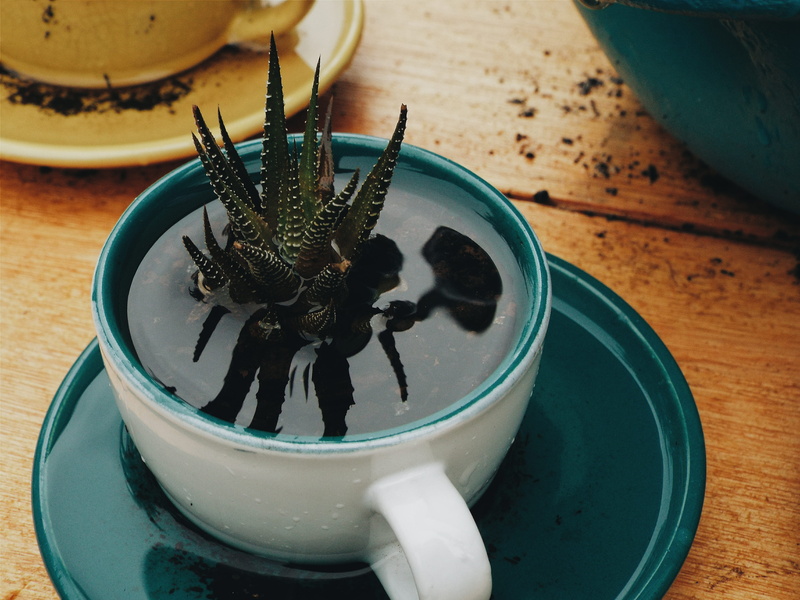 plant, burger, invertebrate, animals in the wild, pottery, table, latte, freshness, high angle view, morungava, coffee cup, temptation, 4K, rio grande do sul
