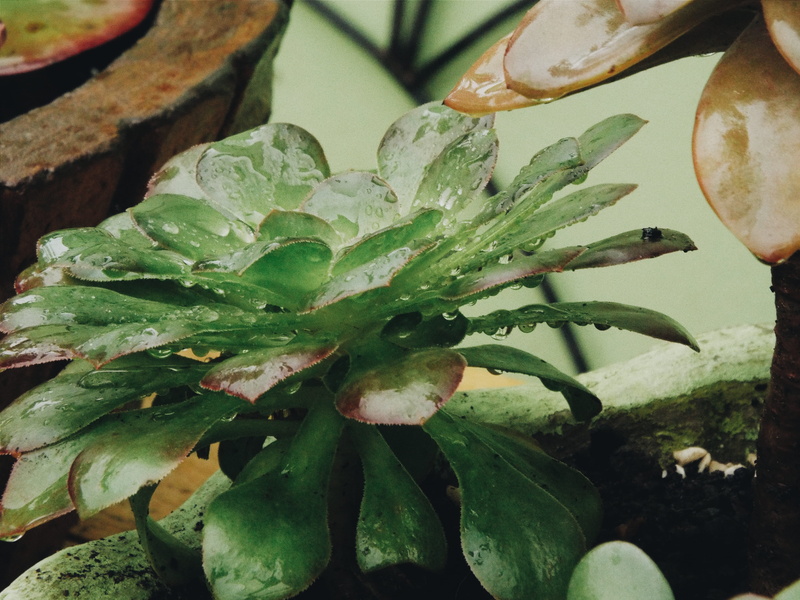 raindrop, water, leaf, cactos, green color, drop, day, close-up, plant part, animal, plant, vegetable, produce, wet, growth, green, bread, dew, cacti, morungava