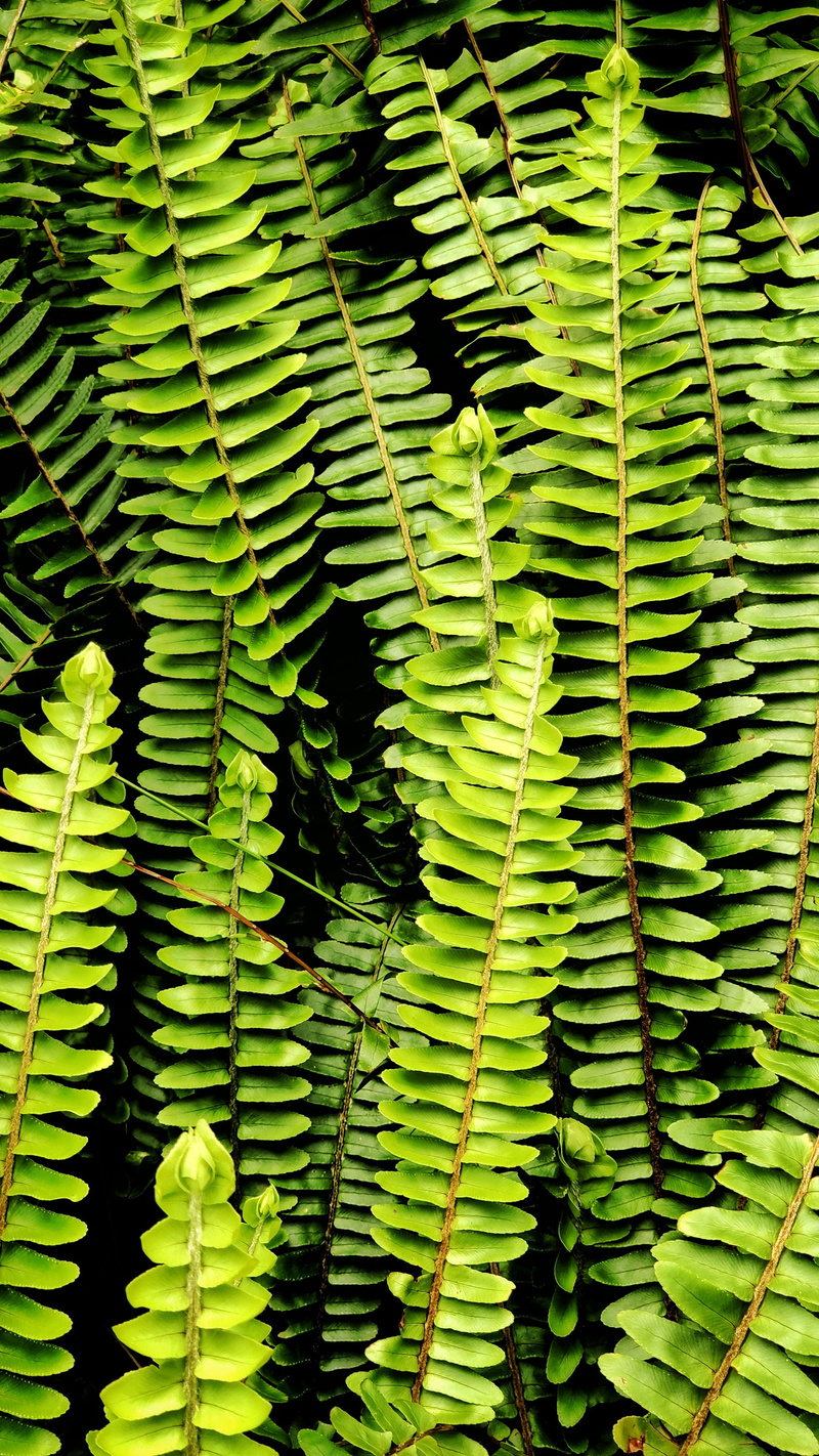 veins, naturaleza, mushroom, full frame, leaves, fruit, green color, close-up, natural pattern, nature, food, plant, leaf, fern, backgrounds, day, 4K