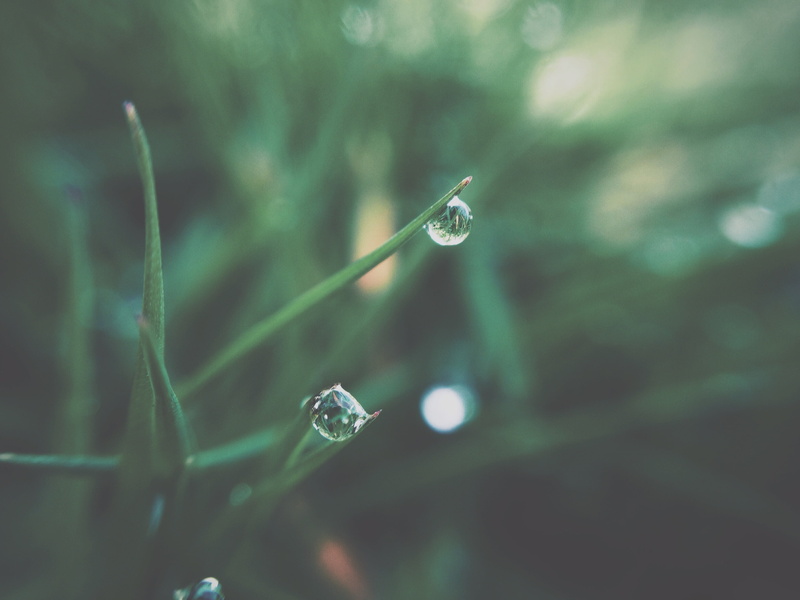 season, beauty In Nature, nature, drops, day, raindrop, summer, rain, freshness, morning, dew, plant, outdoors, plant part, blade of grass, purity, springtime