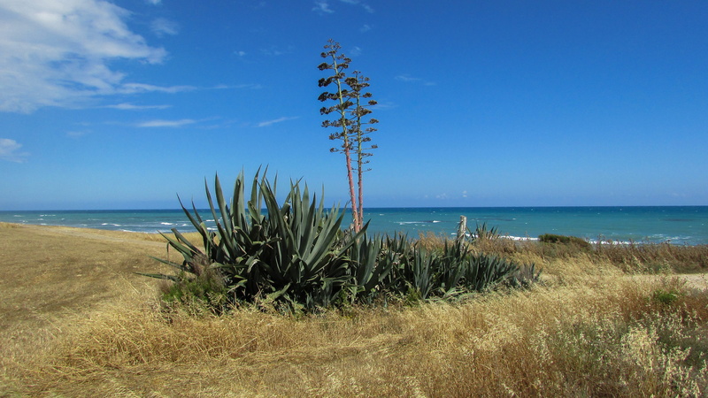 horizon, spring, beach, beauty in nature, scenics - nature, tree, nature, land, growth, rural, water, field, countryside, cyprus, sand, sea, plant, marram grass