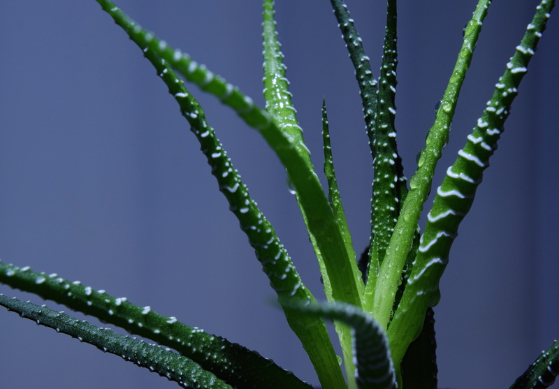 plant part, aloe vera plant, haworthia fasciata plant, day, green, medicine, zebra cactus, nature, cactus, outdoors, leaf, aloe, beauty in nature, haworthia