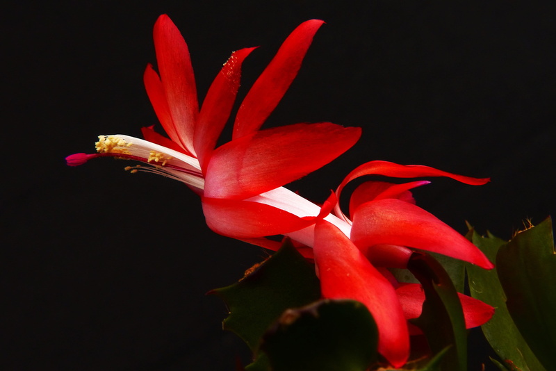 lily, Cactus, schlumbergera, inflorescence, beauty In Nature, black background, freshness, weihnachtskaktus, studio shot, Autumn, flower, autumn cactus