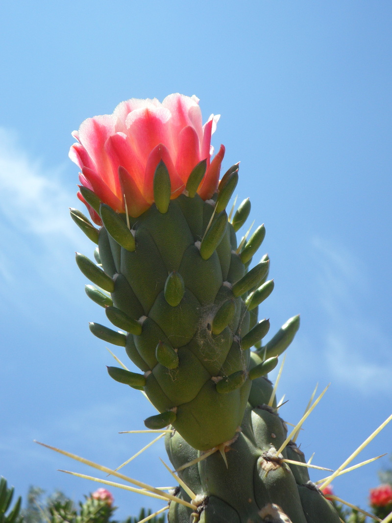 exotic, vegetation, low angle view, cactus flower, flora, freshness, petal, day, 4K, blossom, sky, nature, sepal, exot, cactus blossom, beautiful, inflorescence
