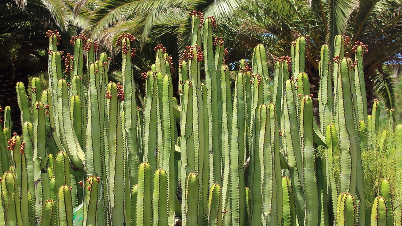 backgrounds, Spurge, spiked, tree, leaf, close-up, agriculture, cardon, succulent plant, canarian spurge, land, grass, outdoors, field, cactus greenhouse