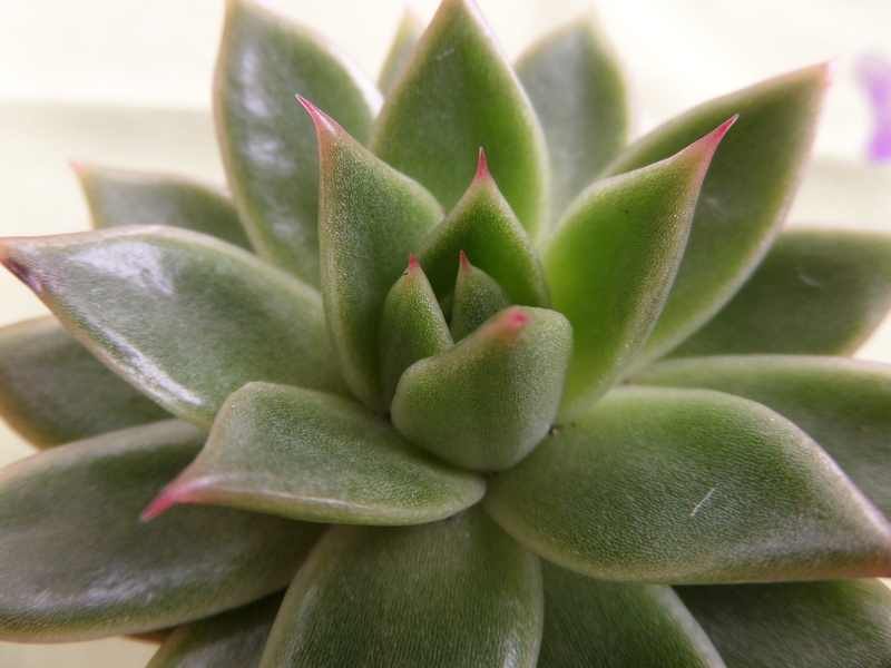 4K, cactus, indoors, potted plant, nature, juice plant, leaf, green, close-up, flower, succulent, succulent plant, plant, beauty in nature, green color