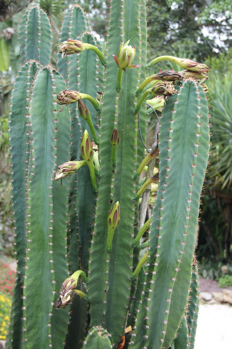 prickly, green color, imposing, growth, botanical garden, nature, cactus, 5K, day, exotic, column cactus with flowers, cactus flowers, botany, land, green