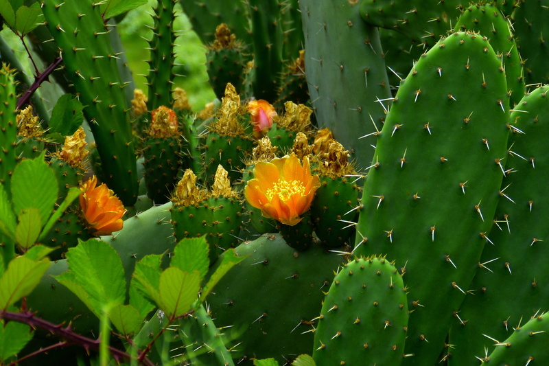 freshness, fragility, prickly pear cactus, flower head, cactus garden, green color, nature, flora, prickly, no people, spain, outdoors, 2K, flowering plant