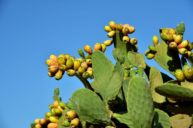 mediterranean, wellbeing, fruits, day, ripe, edible, clear sky, cactus, growing, sting, wall, food and drink, healthy eating, prickly pear cactus, no people