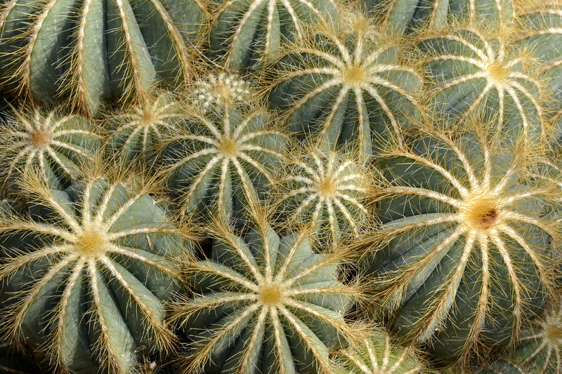 growth, prickly, design, full frame, cactii, outdoors, flower, day, beauty, plant, exotic, freshness, top, sting, 5K, view, beauty in nature, cactus parodia magnifica