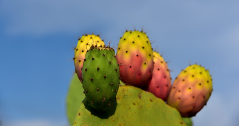 sky, prickly pear cactus, red, growth, nature, edible, green color, mediterranean, cactus, warm, day, fruits, blue background, heat, prickly, outdoors
