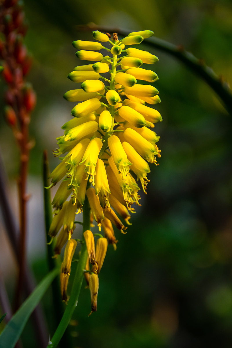 selective focus, beautiful, flowers, yellow flowers, no people, yellow, flowering plant, honey, focus on foreground, inflorescence, outdoors, flower head