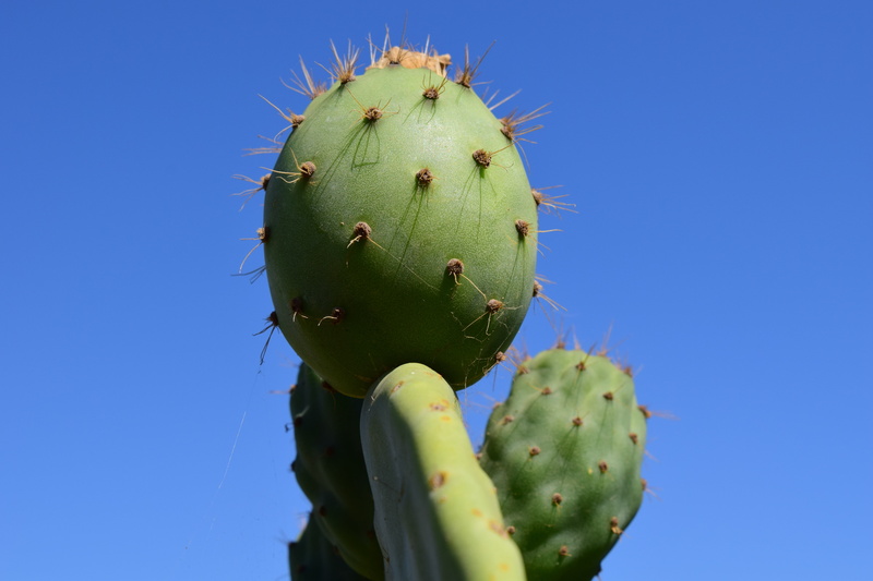 blossom, spiked, prickly pear cactus, day, growth, cactus, blue, beauty in nature, plant, food and drink, spiky, 5K, fruits, cactaceae, sky, edible, clear sky