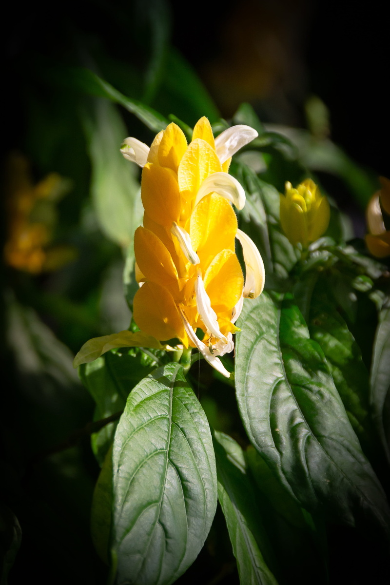flower head, flowers, flowering plant, yellow flowers, fragility, nature, light, vulnerability, yellow, colorful, korea, greenhouse, 4K, flower, potted plant