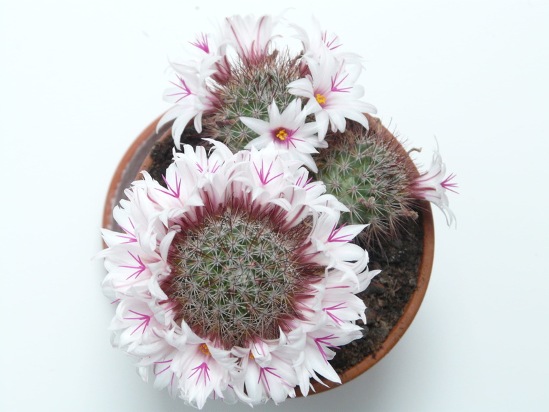 Cactus, blossoming wreath, single Flower, pink, indoors, purple, white background, 2K, directly above, beauty in nature, mammillaria slevinii, photography