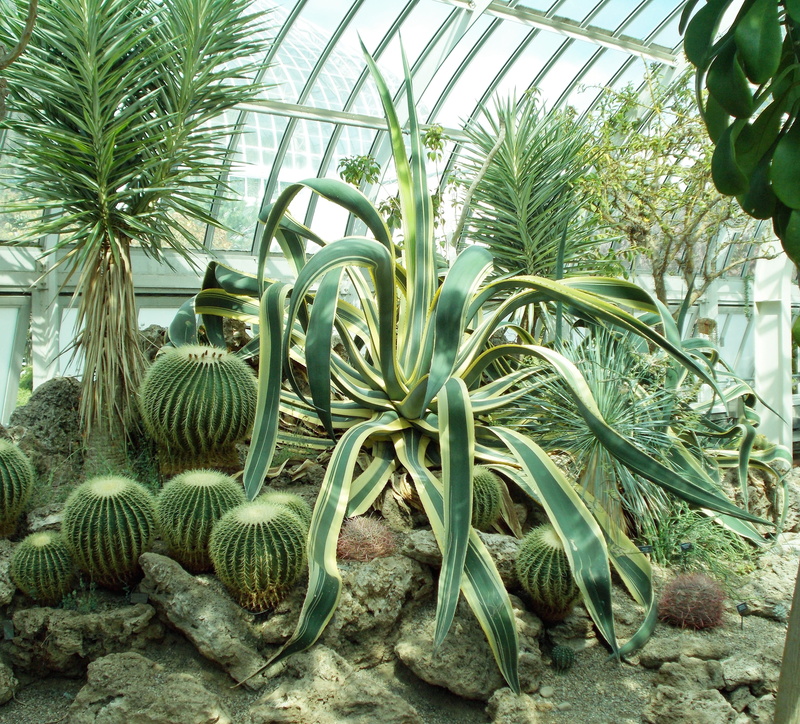 tranquility, agriculture, botany, Hot, prickly, plant part, day, Dry, palm tree, wild, close-up, tree, growth, Cacti, rock, botanical, outdoors, landscape
