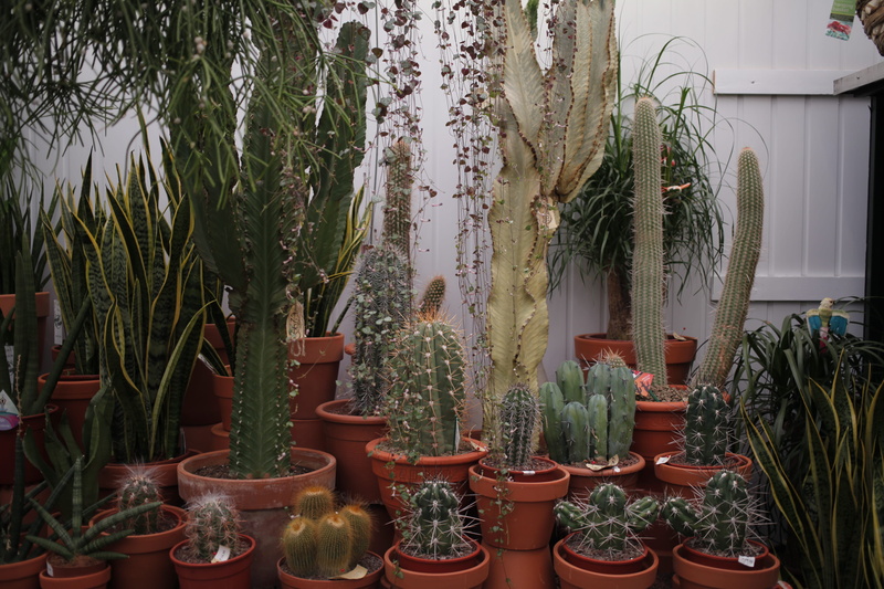 pot, pots, arrangement, urban, cactus, greenhouse, tree, houseplant, plant nursery, potted plant, built structure, green house, beauty in nature, growth