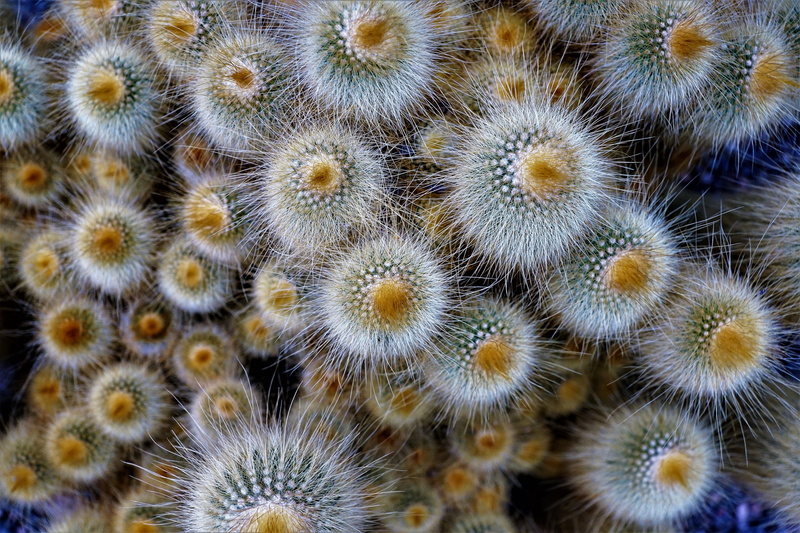 growth, close-up, color, creative, outdoors, garden, uncultivated, freshness, sekkulenten, background, prickly, no people, succulent plant, beauty in nature