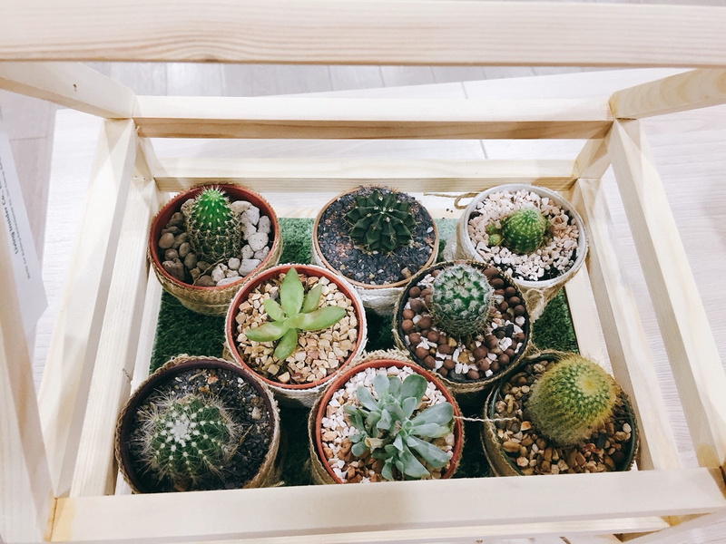 plants, nature, indoors, thorn, plant, choice, cactus, 2K, garden, plant nursery, greenhouse, no people, green, succulent, potted plant, arrangement, growth