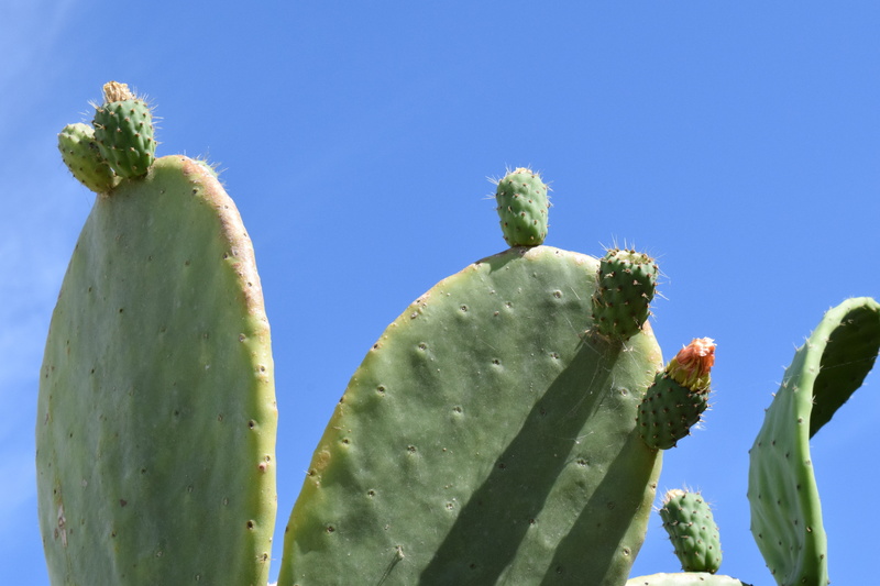 green, prickly pear cactus, sky, low angle view, nature, day, blue, prickly pear, 5K, sunlight, spur, cactus greenhouse, thorn, clear sky, spiked, cactus