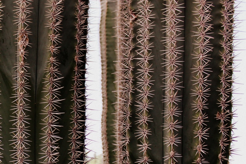 trunk, desert plant, pattern, full frame, green, in a row, no people, cactus greenhouse, close, abundance, repetition, cactus, spur, nature, backgrounds