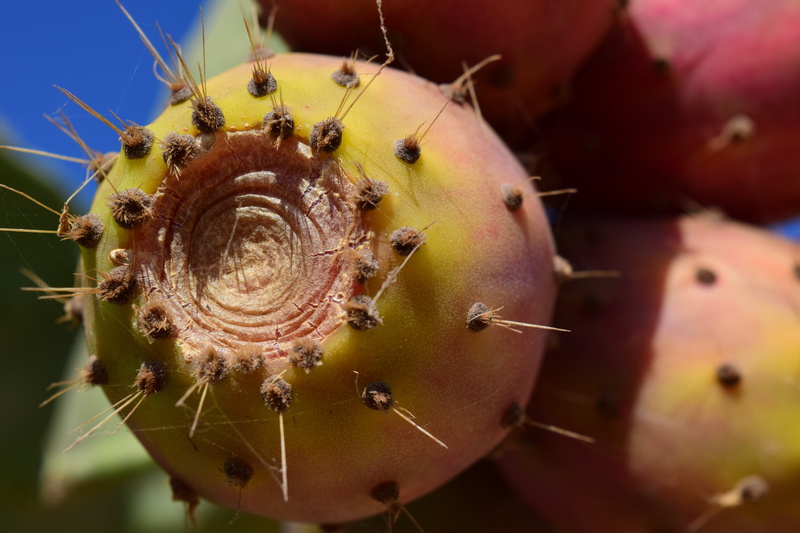 fruit, close-up, flower, plant, food and drink, mediterranean, prickly pear, no people, invertebrate, extreme close-up, 5K, small, sting, ripe, red, cactus greenhouse