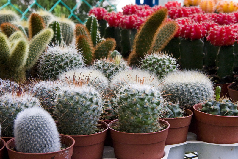 spiky, green, mini, leaf, 2K, outdoors, succulent plant, decorative, fresh, house, plant, growing, mini cactus, green color, houseplant, succulent, sharp