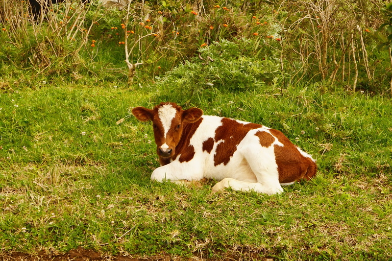 cute, land, mammal, vertebrate, brown, easter island, grass, baby, sweet, domestic animals, small, outdoors, animals, plant, relaxation, livestock, day