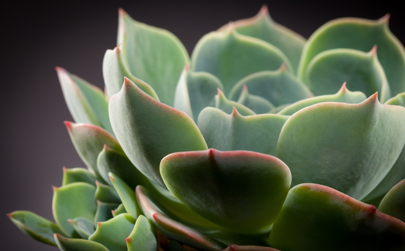 focus on foreground, day, nature, growth, flower, Macro, natural pattern, leaf, green, studio shot, green color, echeveria, no people, 5K, Aero, succulent plant