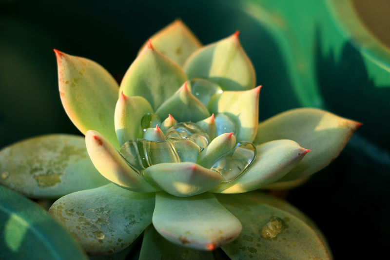 nature, vulnerability, outdoors, beauty in nature, flowering plant, succulent plant, lotus water lily, flower, echeveria, natural, plant part, green color