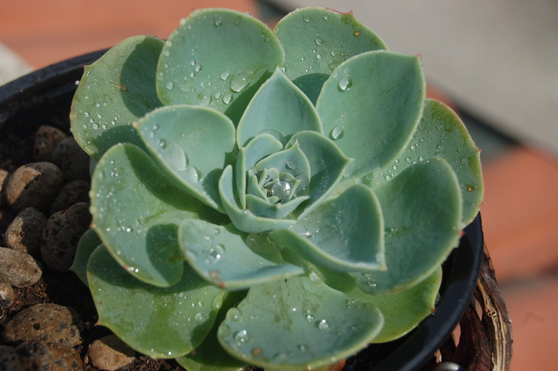 raindrop, nature, flower, water, wet, gardening, vegetable, plant part, 2K, growth, food and drink, flower head, rain, beauty in nature, leaf, plant, drop