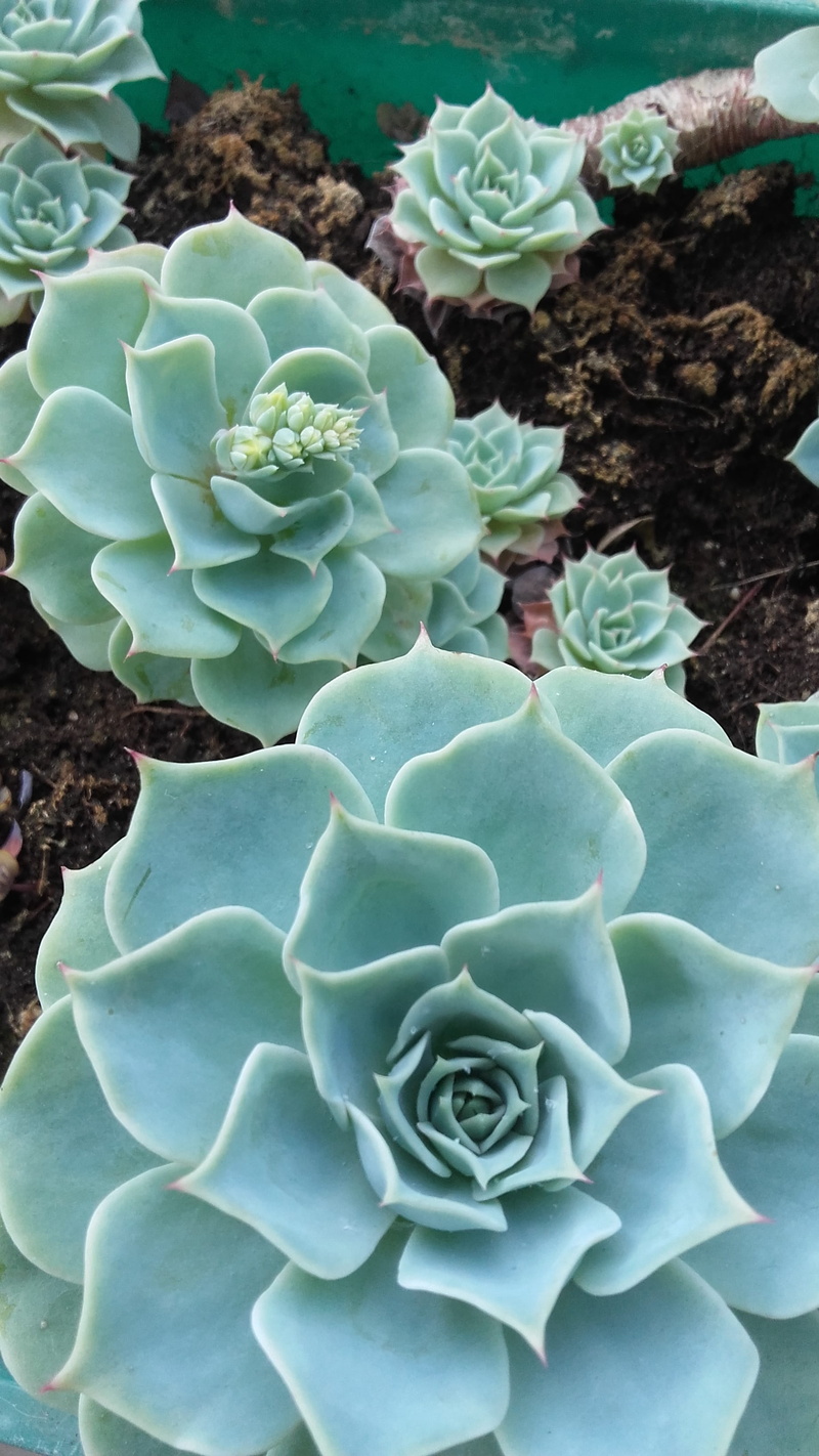 vulnerability, green, 2K, succulent plants, close-up, succulent, beauty in nature, natural pattern, close, growth, flower head, crassulaceae family, succulent plant