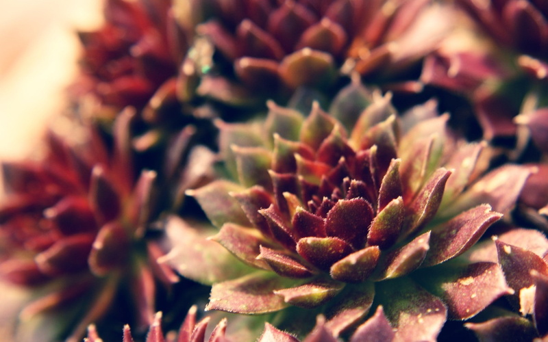 thorn, nature macro plants echeveria succulents purple depth of field, sharp, macro, beauty in nature, 1080P, flower, day, green color, nature, cactus