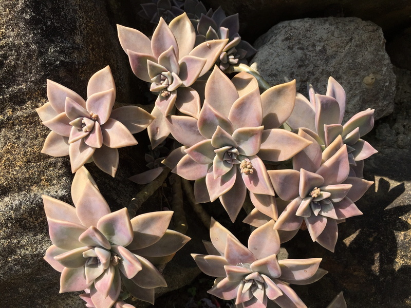 plant, no people, flower, solid, outdoors, day, land, nature, beauty in nature, growth, flowering plant, petal, Echeveria, succulent plant, 2K, freshness