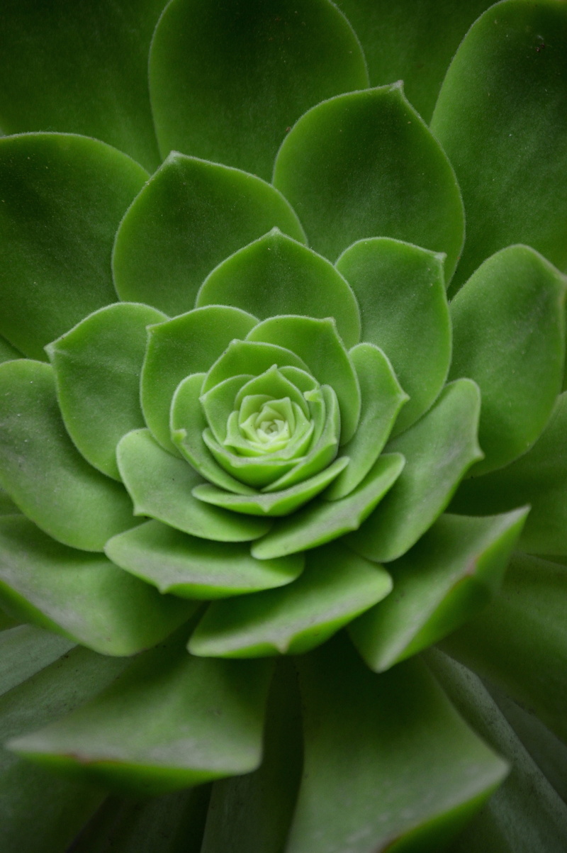 green color, plant, freshness, succulent plant, full frame, flowering plant, green, flora, houseplant, spiral, 5K, leaves, leaf, geometry, decoration